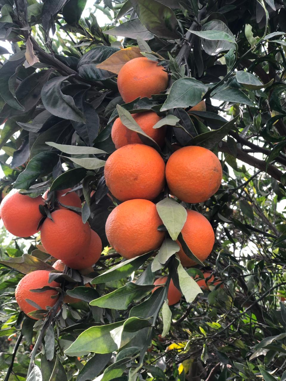 Oranges Navel