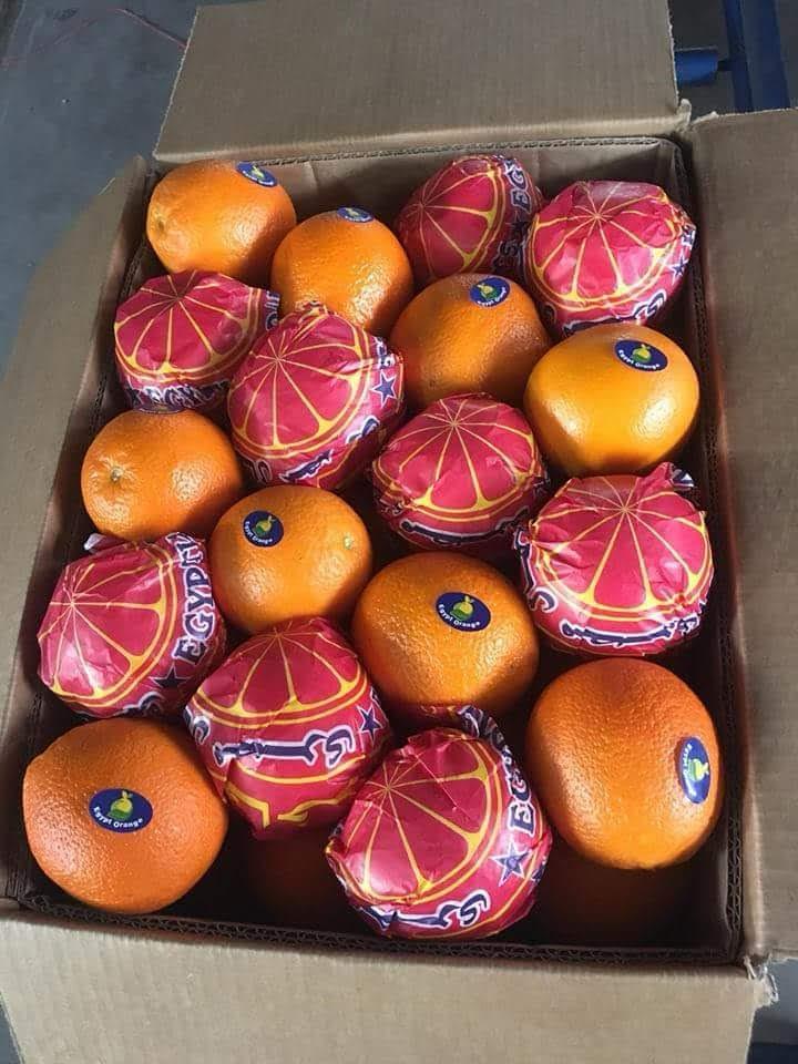 Egyptian Navel Oranges - Global Pioneer Export