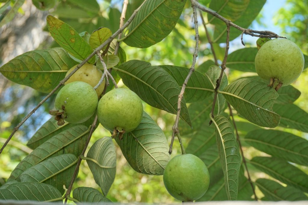 Guava