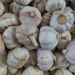 garlic