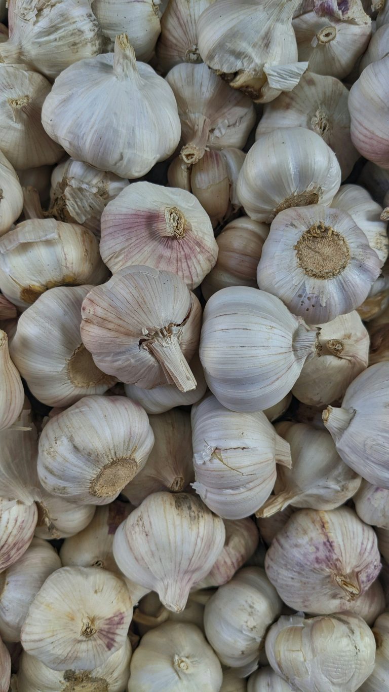 garlic