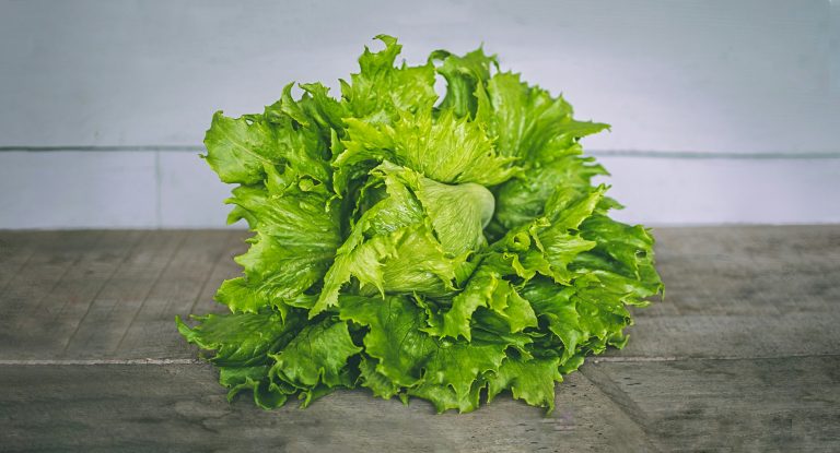 Iceberg Lettuce