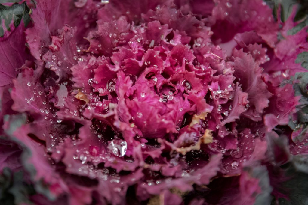 Cabbage