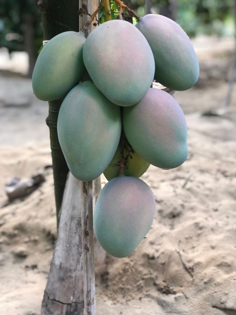 mango