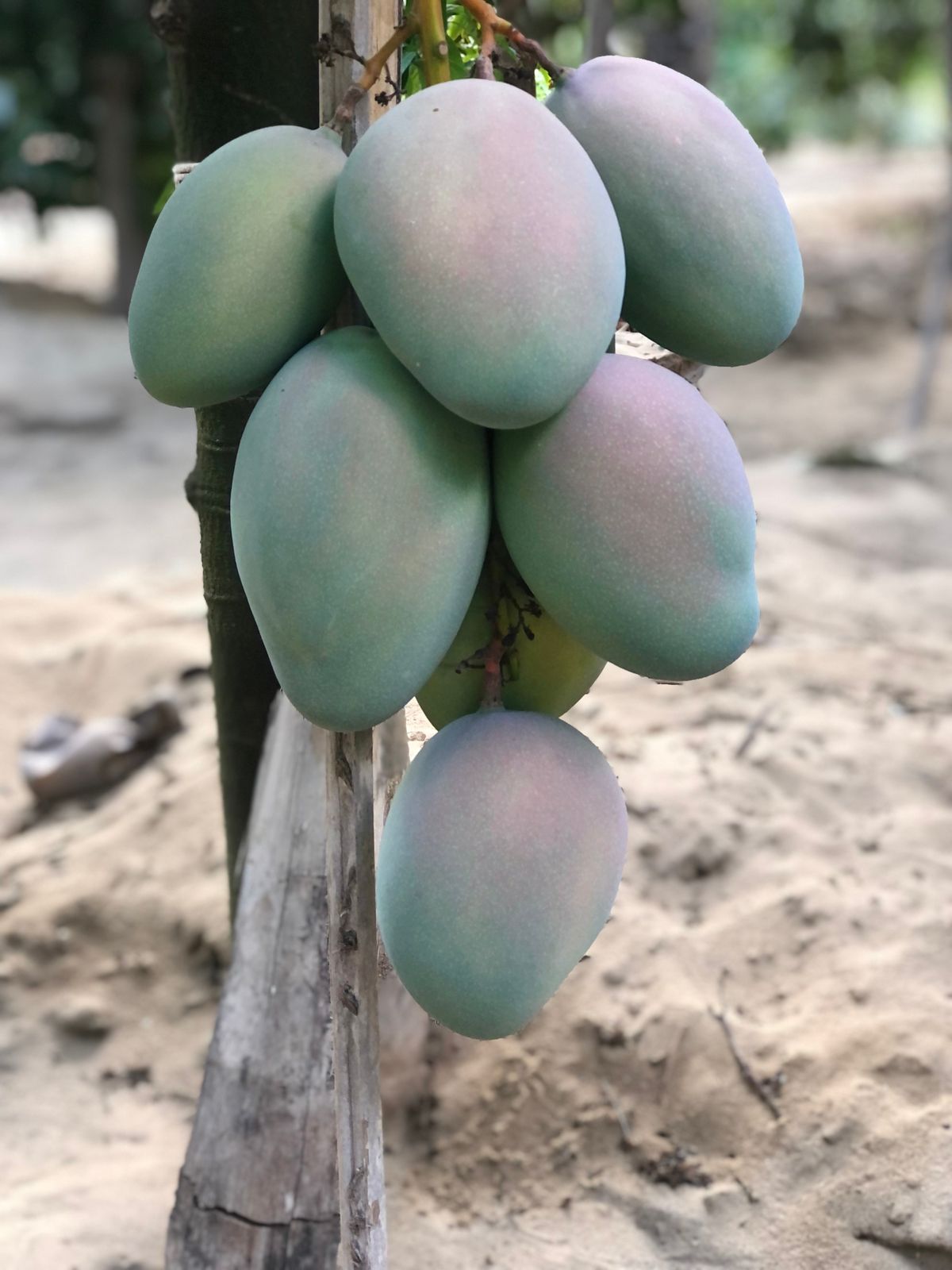 mango