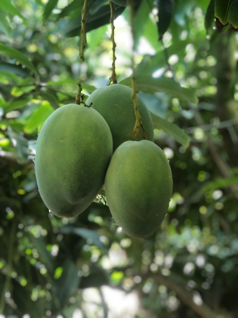 Gourmet Egyptian Mango Fass