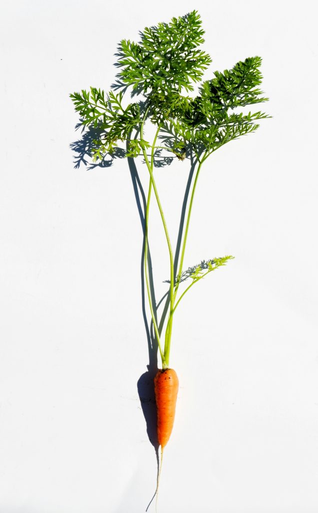 Carrots