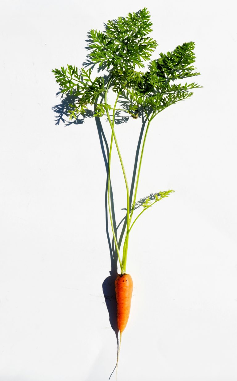 Carrots