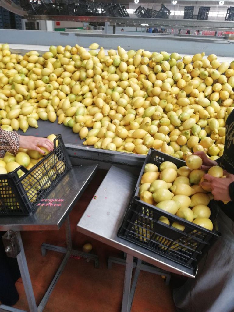 Egyptian Adalia Lemons - Global Pioneer Export