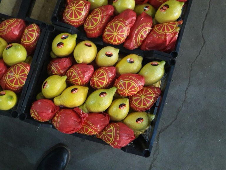 Egyptian lemons export