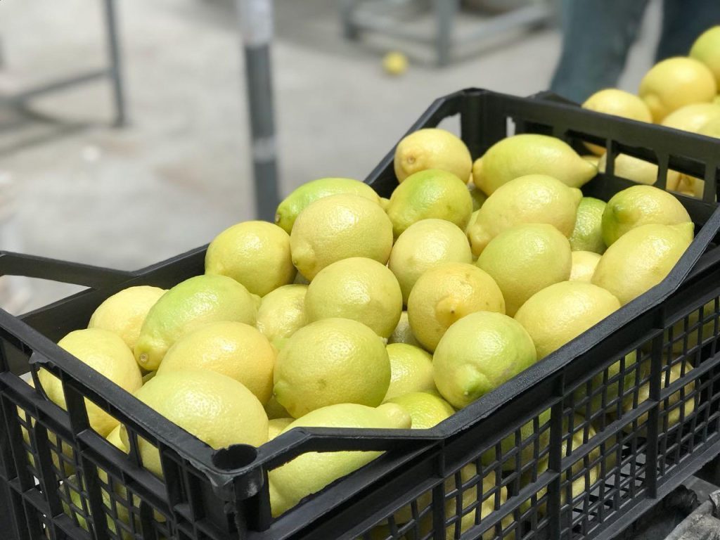 Egyptian Adalia Lemons - Global Pioneer Export