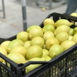 Egyptian Adalia Lemons - Global Pioneer Export