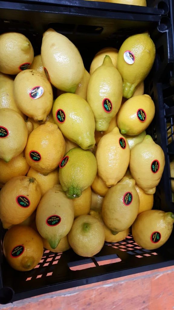 Egyptian Adalia Lemons - Global Pioneer Export