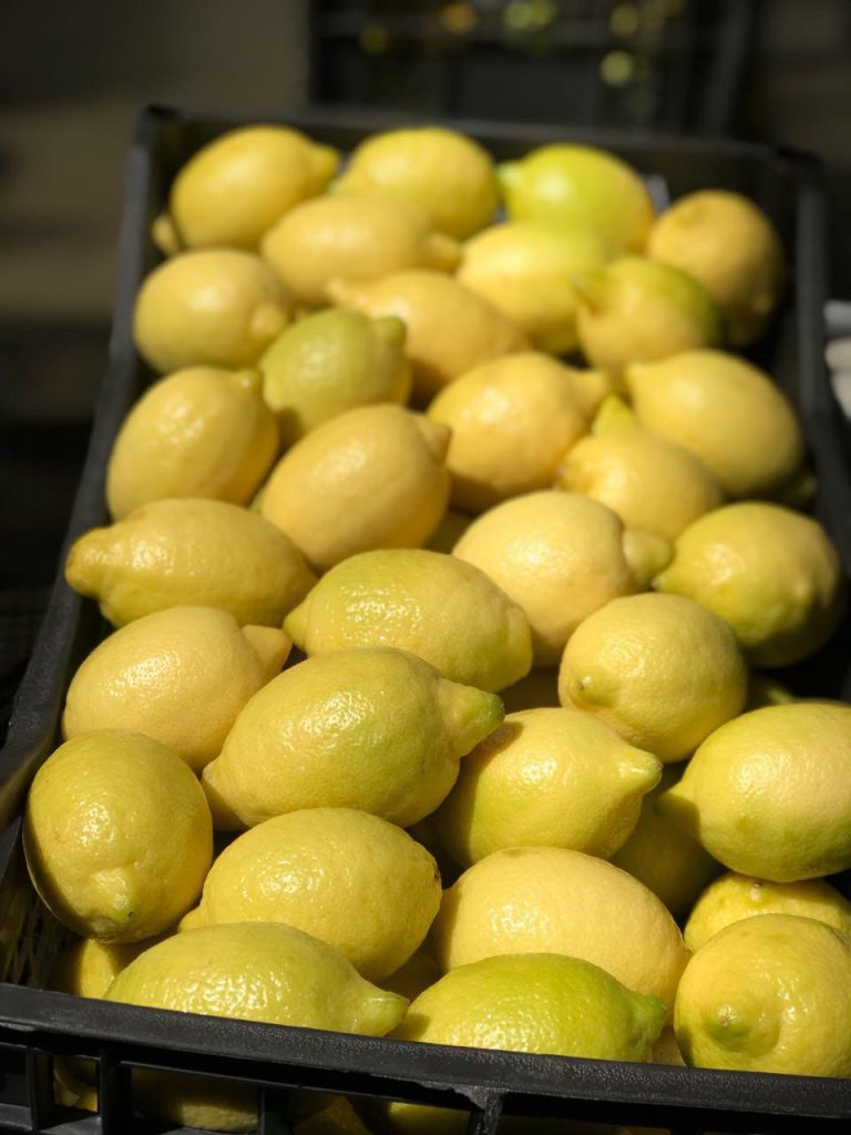 Egyptian Adalia Lemons - Global Pioneer Export