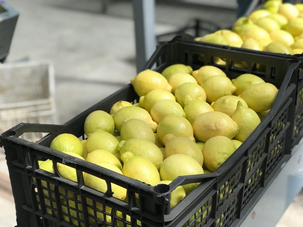Egyptian Adalia Lemons - Global Pioneer Export