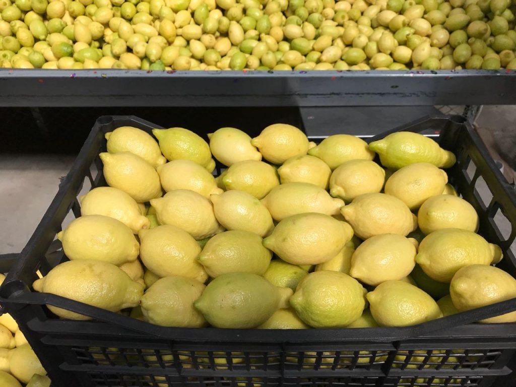 Egyptian Adalia Lemons - Global Pioneer Export