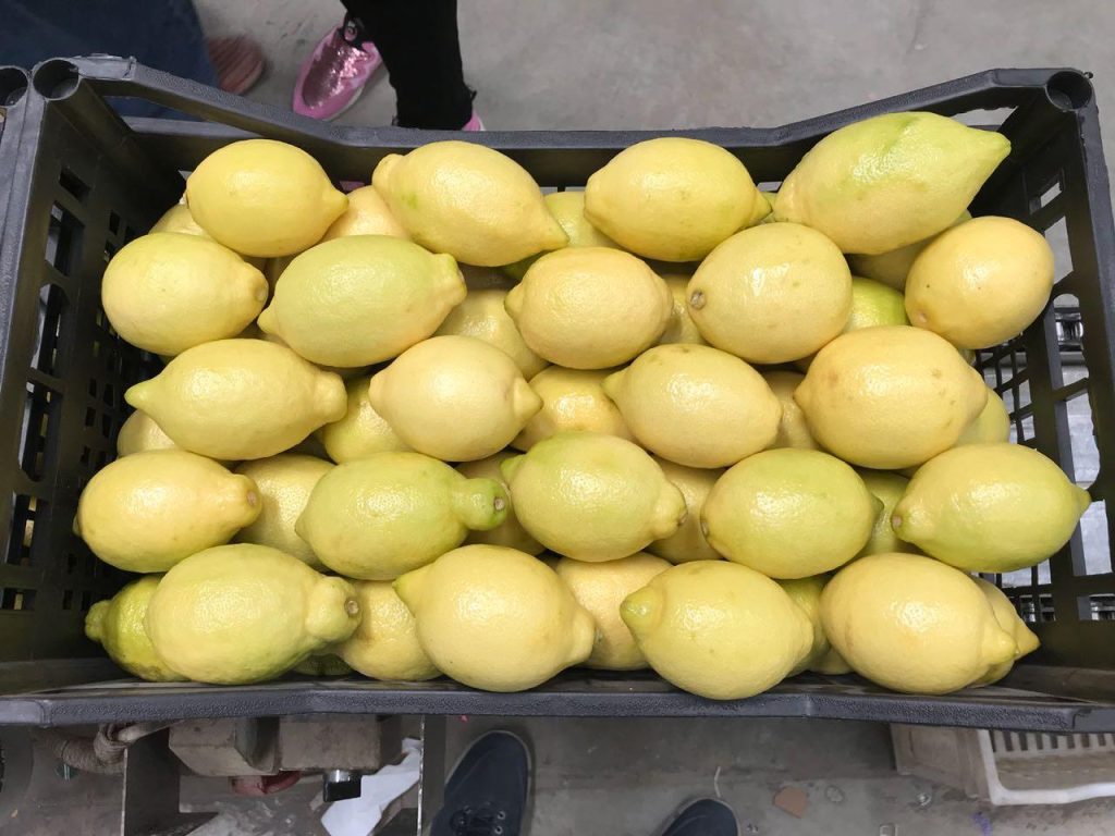 Egyptian Adalia Lemons - Global Pioneer Export