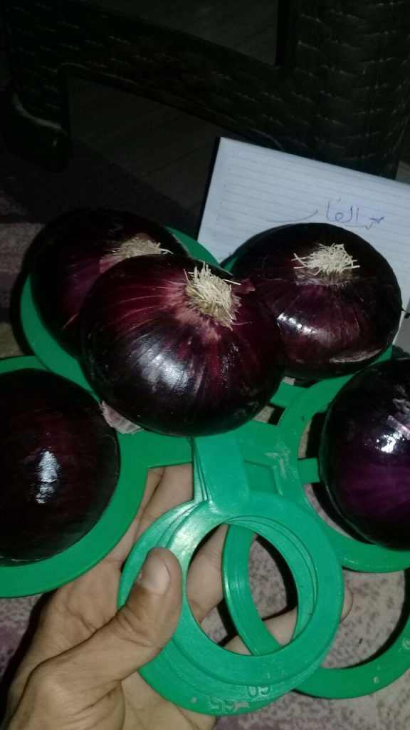 Egyptian Red Onions - Global Pioneer Export