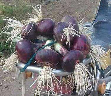 Egyptian Red Onions - Global Pioneer Export