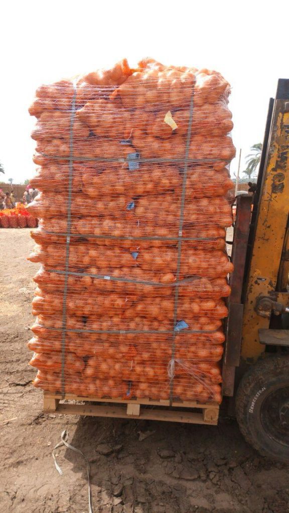 Egyptian Golden Onions - Global Pioneer Export