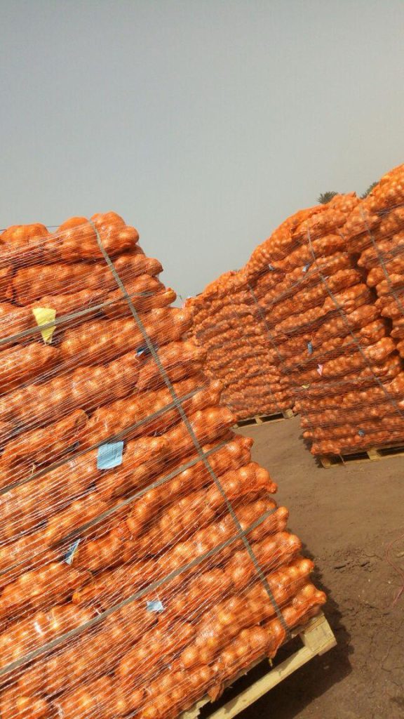 Egyptian Golden Onions - Global Pioneer Export