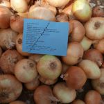 Egyptian Golden Onions - Global Pioneer Export