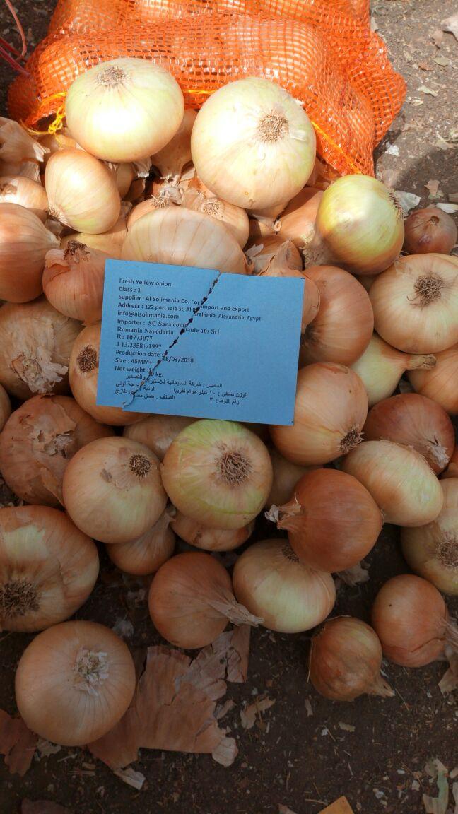 Egyptian Golden Onions - Global Pioneer Export