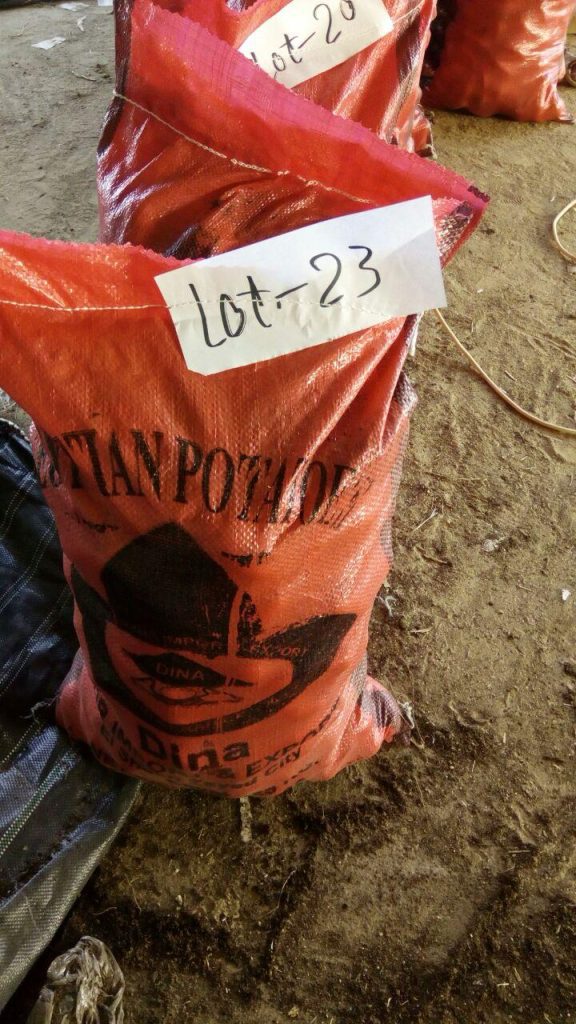 Egyptian Golden Onions - Global Pioneer Export