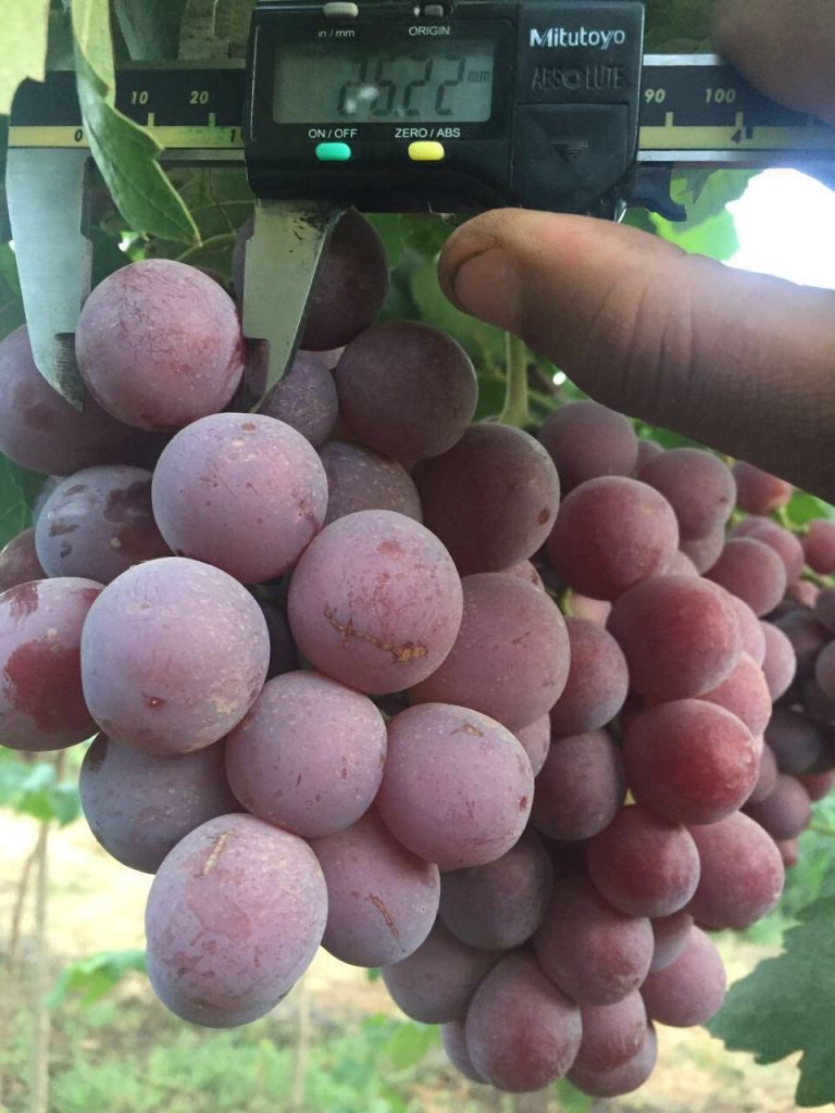 Egyptian Red Grapes