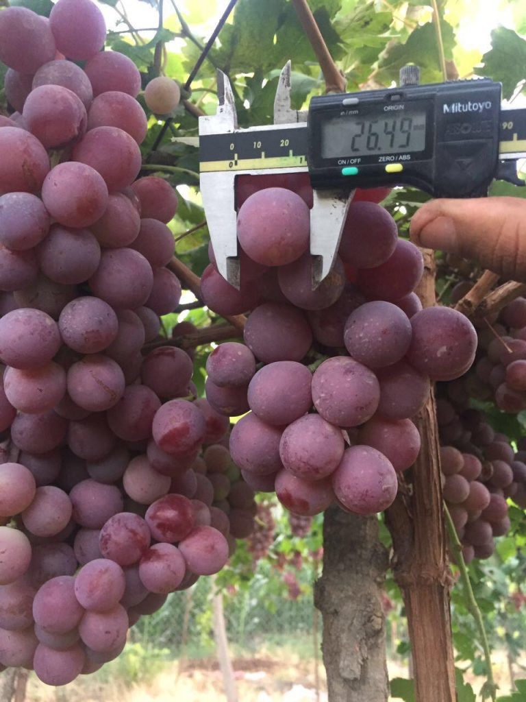 Egyptian Red Grapes