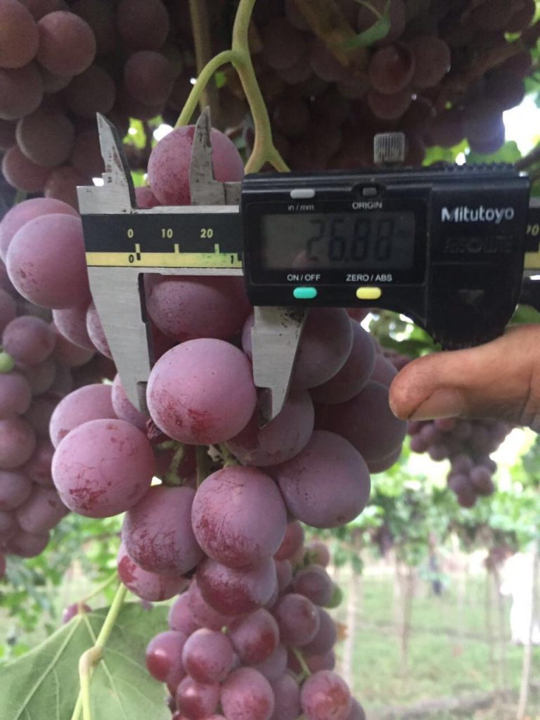 Egyptian Red Grapes