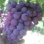 Egyptian Red Grapes