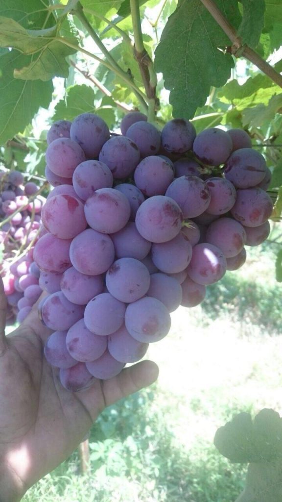 Egyptian Red Grapes