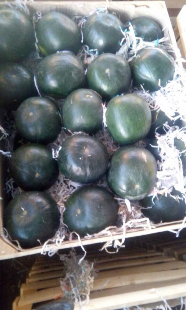 Egyptian Watermelon - Global Pioneer Export