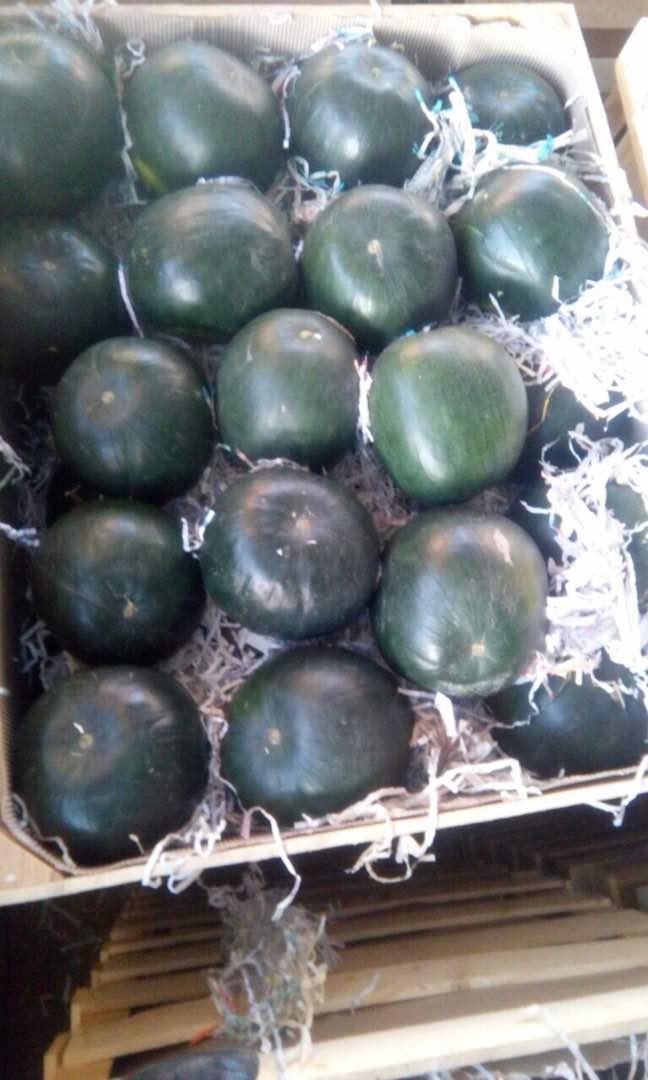 Egyptian Watermelon - Global Pioneer Export