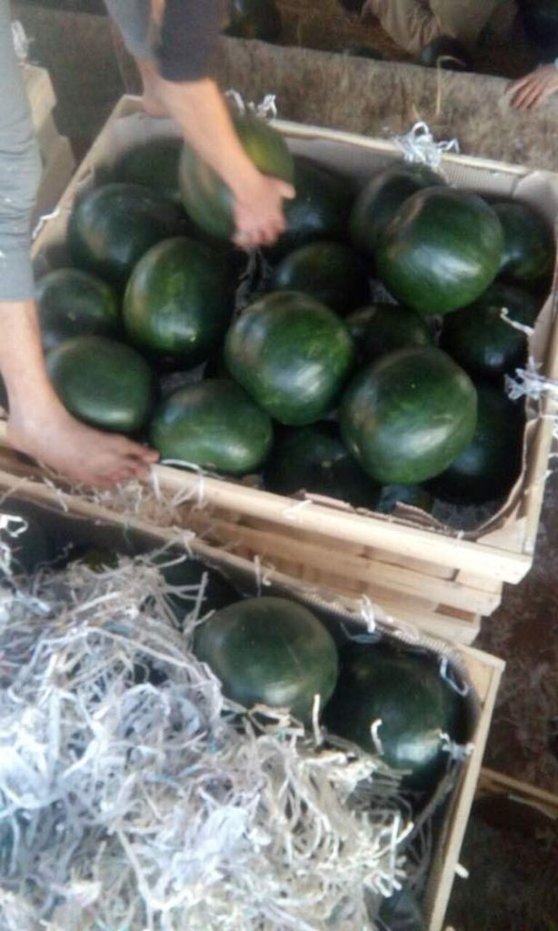 Egyptian Watermelon - Global Pioneer Export