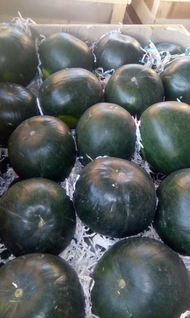 Egyptian Watermelon - Global Pioneer Export
