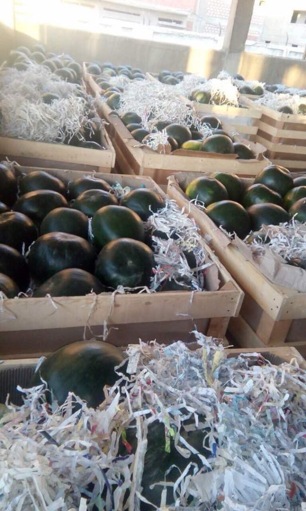 Egyptian Watermelon - Global Pioneer Export