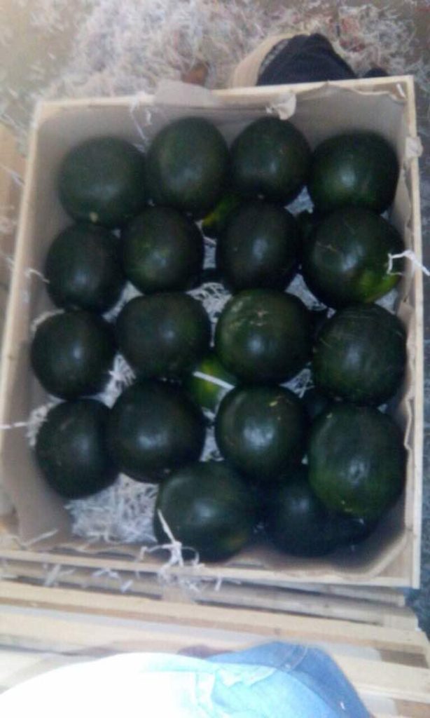 Egyptian Watermelon - Global Pioneer Export